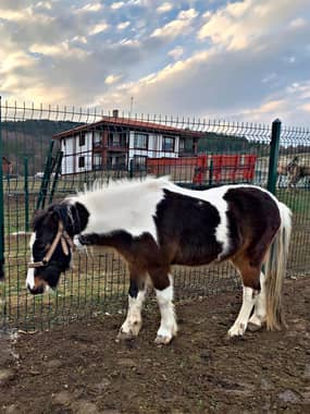 Mengen Rüya Çiftliği